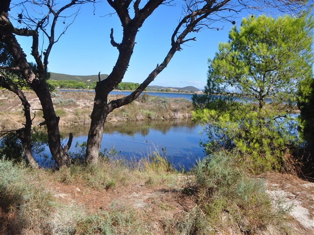 Tra gli alberi della pineta si mostra uno specchio d'acqua azzurrissima.